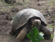 Imagen Tortuga gigante alimentandose